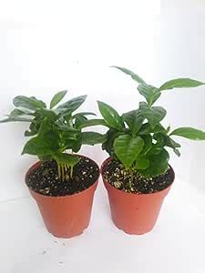 Amazon Com Two Arabica Coffee Bean Plant Pot Grow Brew