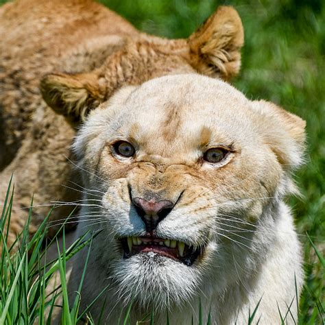 Visotors Pet Lions At A Safari Zoo In Russia Cgtn