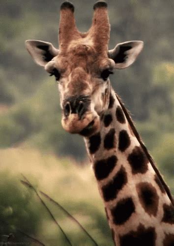 Giraffe Chewing GIF Giraffe Chewing Eating Discover And Share GIFs
