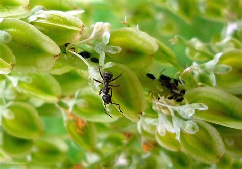 Start date feb 13, 2013. Identifying Common Garden Pests - Home Fixated