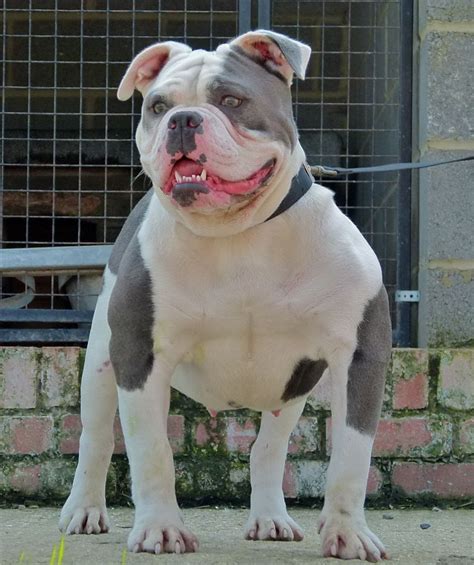 Our puppies are bred for quality with emphasis on health, temperament, pedigree and that short, broad bulldog look. Blue & White Olde English Bulldog Bitch for sale ...