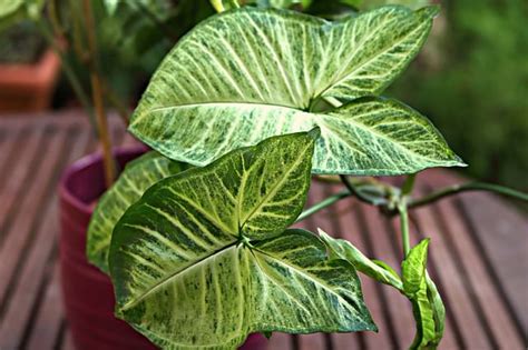 How To Care For An Arrowhead Plant Syngonium Podophyllum