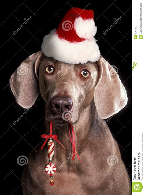 Weimaraner Dog Stock Image Image Of Festive Adorable 8064253