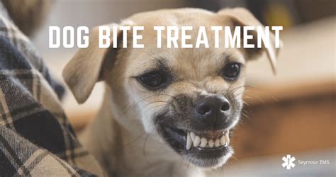 Dog Bite Treatment 7 Essential Steps To Follow Seymour Ems Ct 06483