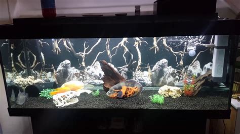 Oscar Fish New Tank Setup Youtube