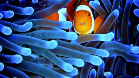 🥇 Fish Clownfish Sea Anemones Sealife Wallpaper 62834