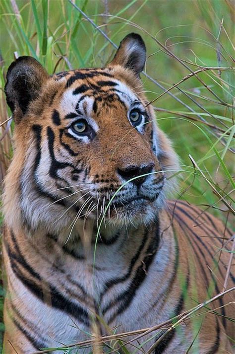 Best Bengal Tiger Images On Pholder Nature Is Fucking Lit