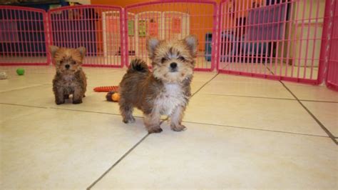 Adorable Non Shedding Tcup Morkie Puppies For Sale Georgia At Puppies