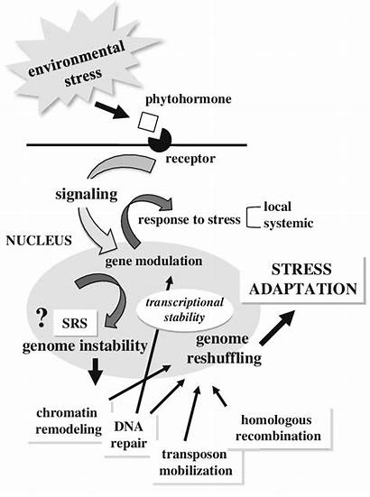 Plant Phytohormone Signaling Adverse Conditions Activated Environmental