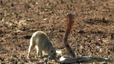 Cobra Vs Mongoose Fight To Death Cobra Vs Mongoose Big Battle Youtube
