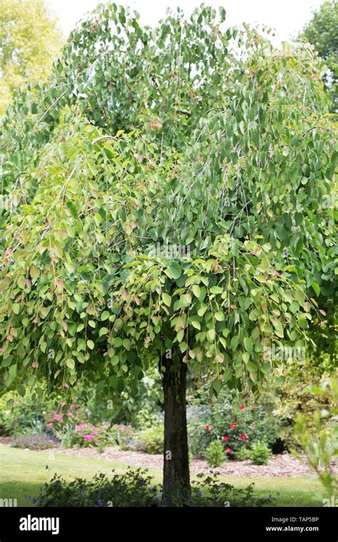 A Morioka Weeping Katsura Tree At Schreiners Iris Gardens In Salem