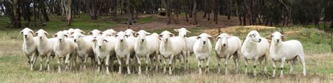 The Australian White Breed National Australian White Sheep Society
