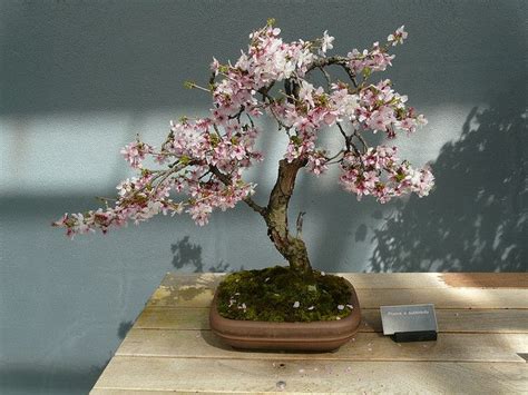Maybe you would like to learn more about one of these? How to Grow Cherry Blossom Bonsai | Basic Bonsai Tree Care