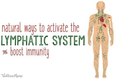 Activating The Lymphatic System To Boost Immunity With Images