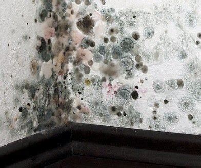 A black colored mold has a black pigment by nature. How to Control Mold and Whom to Call! | Steamatic ...