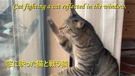 窓に映った猫と戦う猫【cat Fighting A Cat Reflected In The Window】 Youtube