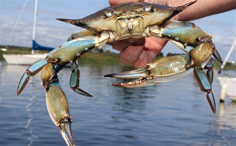 Blue Crab Facts Carolina Crabs Carolina Meat And Fish Co