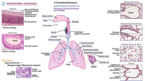 Gross Anatomy Respiratory Histology Ditki Medical And Biological Sciences