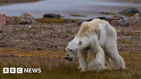 Polar Bear Video Is It Really The Face Of Climate Change Bbc News