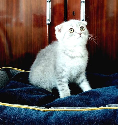 Scottish Fold Yavrular