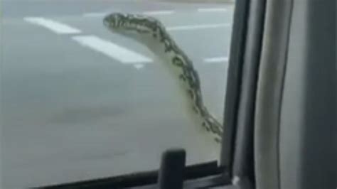 Na Austrália casal leva susto ao se deparar com cobra em janela do carro