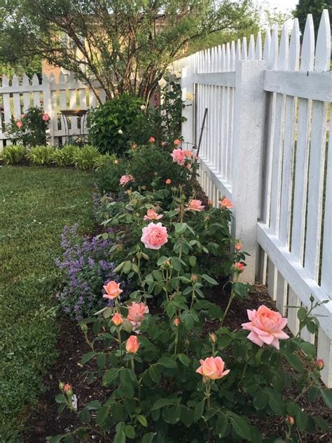 Renowned for their beautiful, often many petalled, repeat flowering blooms and enticing, rich fragrances there are now over 200 rose varieties bred by david austin, each one making a fantastic contribution to any garden. David Austin Rose, Carding Mill | Outdoor retreat, David ...