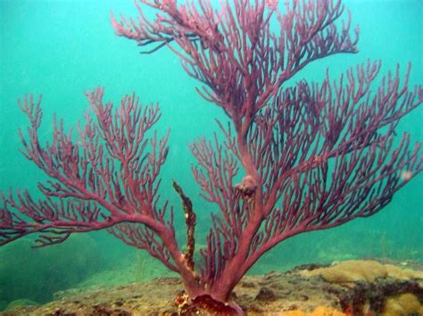 Lauderdale By The Sea Of Florida Usa East Ocean Plants Underwater
