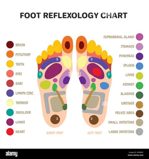 Foot Reflexology Chart Poster Laminated
