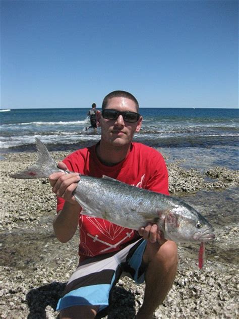 Kalbarri Tailor Fishing Fishing Wa Fishing