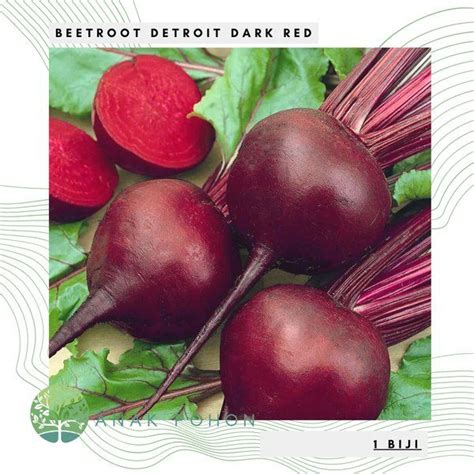 Beetroot Detroit Dark Red Buah Bit Beet Merah Tua Manis Seeds Lazada Ph