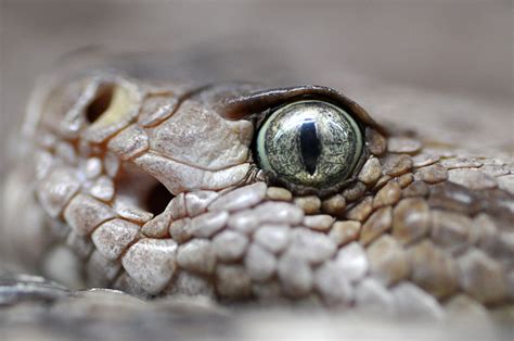 Wallpaper Close Up Scaled Reptile Macro Photography Eye Serpent