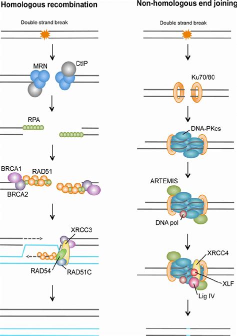 Dna Repair Mechanisms Importance Types And Processes
