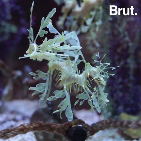 The Leafy Sea Dragons Incredible Camouflage Brut