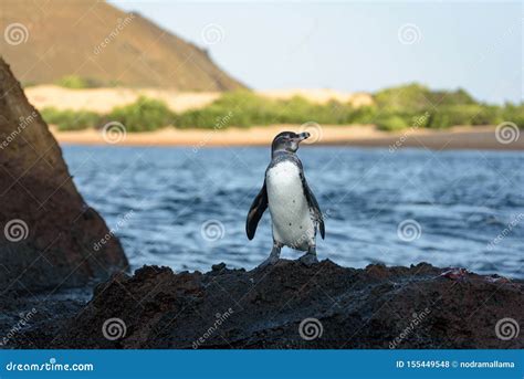 A Galapagos Penguin On A Rock In Santiago Island Galapagos Island
