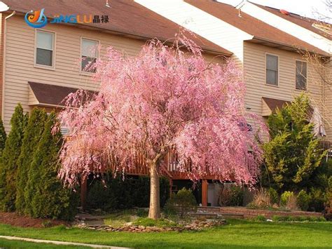 Pink Weeping Cherry Tree 5 Seeds Angelas Heavenly Garden