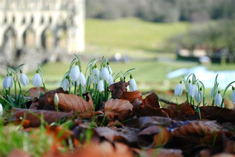 May 27, 2021 · free west yorkshire family days out this may half term. Rievaulx Abbey, North Yorkshire | North york moors ...