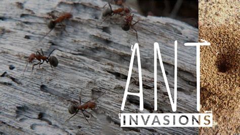 the florida ant invasion and how to prevent it jd smith pest control