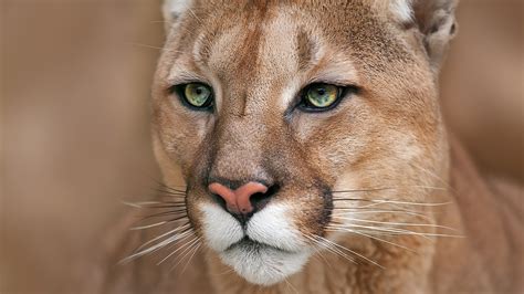 Il puma (Puma concolor)