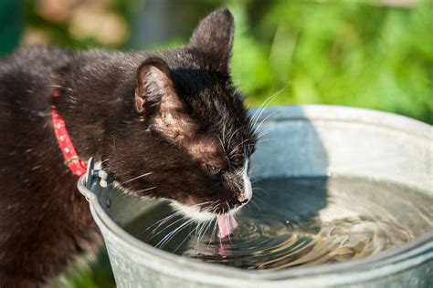 5 Health Tips About Cats Kittens And Cows Milk Catster