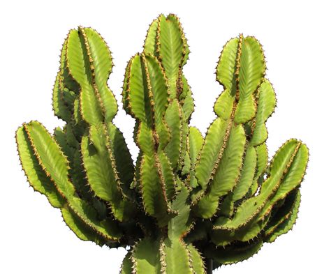 Cactus Images Png Transparent Background Free Download 39157