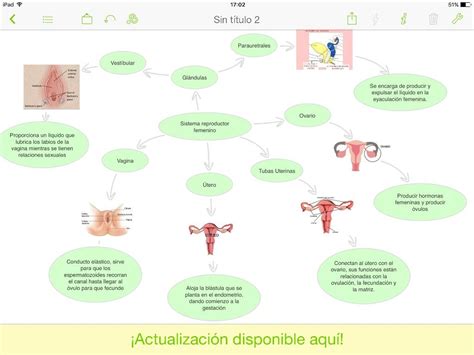 Mapa Conceptual Sistema Reproductor Femenino Aparato Reproductor Images