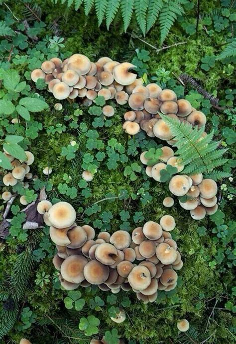 Fairy Ring Stuffed Mushrooms Fairy Ring Magical Mushrooms