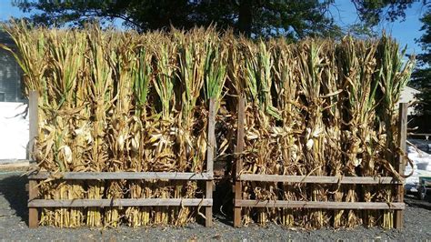 13 Easy Diy Corn Stalks For Halloween That You Could Make Itself