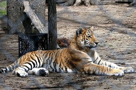 A Ti Liger It Is A Cross Breed Between A Male Tiger And A Female Liger