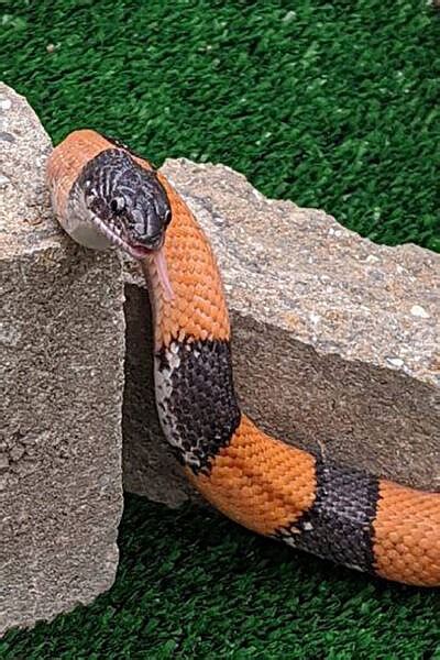 Featured Animals Grey Banded Kingsnake Cmzoo