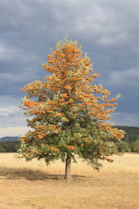 Silk oak or mountain grevillea, grevillea alpina. Silky Oak - Grevillea robusta - Deciduous Native (With ...