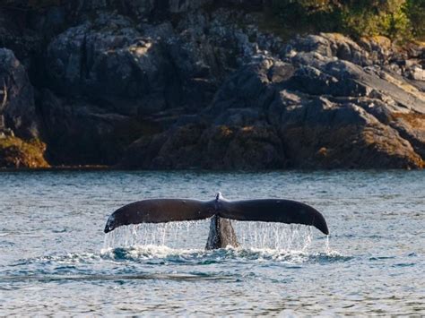 Guide To Canada Whale Watching Best Places And Times Eco Lodges
