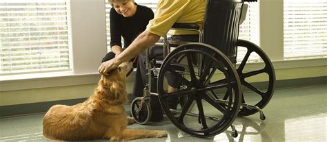 Therapy Vs Service Dog Dogs Doing Good Training Dogs Changing Lives