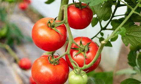 How To Grow An Early Girl Tomato Plant Chefd