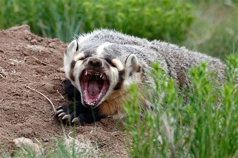 Angry American Badger Honey Badger Badger Animals